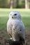 Beautiful white owl - Snowy owl, Nyctea scandiaca