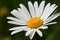 Beautiful White Oxeye Daisy