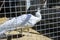 Beautiful white peacock in the cage of the zoo