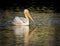 Beautiful white pelican floats in reflective pond in Amberjack, near Sarasota