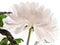 Beautiful white peony flower background. Beautiful flowers, peonies. Floral background, closeup photo of peonies