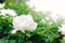 Beautiful white peony flower on bush in garden in spring. A beautiful tree peony during flowering. Backyard gardening Paeonia