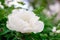 Beautiful white peony flower on bush in garden in spring. Close up. Beautiful tree peony during flowering. Backyard gardening,