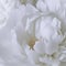 Beautiful white peony flowers close up. Peony is a genus of herbaceous perennials and deciduous shrubs, tree-like