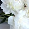 Beautiful white peony flowers close up. Peony is a genus of herbaceous perennials and deciduous shrubs, tree-like