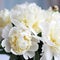 Beautiful white peony flowers close up. Peony is a genus of herbaceous perennials and deciduous shrubs, tree-like