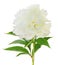 Beautiful white Peony Pfingstrose, Shirley Temple isolated on white background, including clipping path.