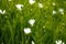 Beautiful white perennial flowers in the meadow in the spring