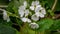 Beautiful white Perennial primrose or primula or primula polyanthus flowers in the spring