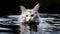 Beautiful white Persian cat with a serious look swimming in water. Generative AI.