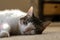 A Beautiful White pet cat with a tabby head asleep on the floor.