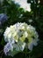 Beautiful white Petunia flowers in the garden . Partially blurred background