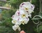 Beautiful White Phalaenopsis or Doritaenopsis Orchid Flower