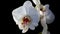 Beautiful white phalaenopsis orchid flowers on black.