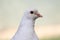 Beautiful white Pigeon focus black eyes