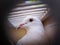 Beautiful White pigeons in cage, doves for wedding in captivity, close up, bird view