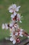 Beautiful white and pink apricot flowers on a branch on a green background bloom in spring, positive spring flower landscape, flow