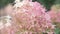 beautiful white -pink blossom of hydrangea species in garden. macro footage