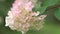beautiful white -pink blossom of hydrangea species in garden. macro footage