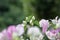 Beautiful white and pink bougainvillea flowers