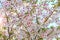 Beautiful white and pink cherry flowers bloom on a tree branch. Cherry fruit tree close-up. Romantic gentle floral