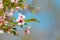 Beautiful white and pink cherry flowers bloom on a tree branch. Cherry fruit tree close-up. Romantic gentle floral