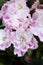 Beautiful white- pink domestic african violet  Flower background. close up