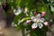 Beautiful white and pink flowers on apple tree branch. Bloomimg apple tree in spring garden. Blossom and gardening concept.