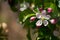 Beautiful white and pink flowers on apple tree branch. Bloomimg apple tree in spring garden. Blossom and gardening concept.