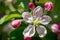 Beautiful white and pink flowers on apple tree branch. Bloomimg apple tree in spring garden. Blossom and gardening concept.