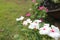 Beautiful white and pink flowers and sunshine in the garden