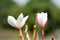 Beautiful white and pink flowers in thailand, Lan thom flower,Frangipani,Champa.