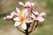 Beautiful white and pink flowers in thailand, Lan thom flower,Frangipani,Champa.