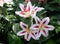 Beautiful white and pink Oriental Hybrid lily 'Big Smile