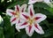 Beautiful white and pink Oriental Hybrid lily 'Big Smile