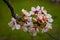 Beautiful white and pink outdoor flowers