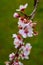 Beautiful white and pink outdoor flowers