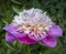 Beautiful white and pink peony in full bloom