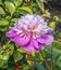 Beautiful white and pink peony in full bloom