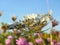 Beautiful white, pink and purple meadow flowers against blue sky at sunrise in July. Suitable for floral background.