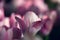 Beautiful white-pink tulip with blurry flowers around on background. Shallow focus of petals