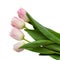 Beautiful white and pink Tulips Lily Family, Liliaceae isolated on white background, including clipping path