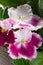 Beautiful white with pink variety of African violets close-up