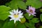 Beautiful white,pink water lilies with green leaves and bees and flys inside of lotus.