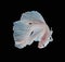 Beautiful White Platt Platinum Siamese Fighting Fish . White siam