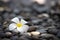 Beautiful white plumeria flower with black or grey spa stones background with soft light of the sun, copy space, spa decoration