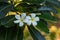 Beautiful white Plumeria flowers and green leave background.Close up Frangipani tropical flower, plumeria flower are bloom in a ga