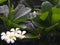 Beautiful white plumeria flowers on green leaves background.