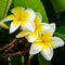 Beautiful white plumeria flowers - raindrops on the flowers