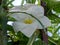 A beautiful white plumeria pudica in a garden